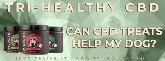 Can CBD Treats Help My Dog?