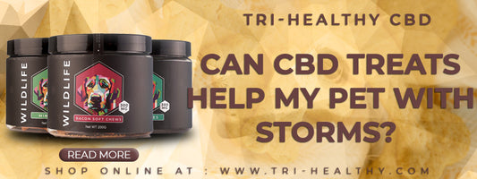Can CBD Treats Help My Pet with Storms?