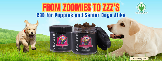 From Zoomies to Zzz’s: CBD for Puppies and Senior Dogs Alike