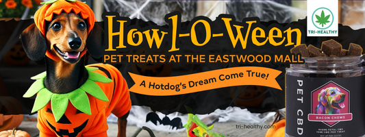 Howl-O-Ween Pet Treats at the Eastwood Mall: A Hotdog’s Dream Come True!