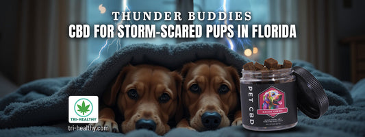 Thunder Buddies: CBD for Storm-Scared Pups in Florida
