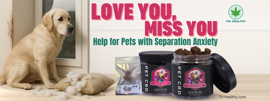 Love You, Miss You: Help for Pets with Separation Anxiety