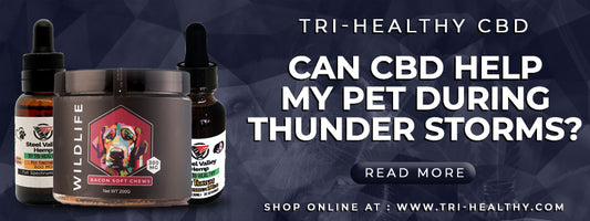 Can CBD Help My Pet During Thunder Storms?