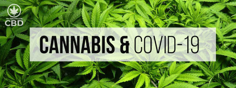 How can cannabis help with Covid-19