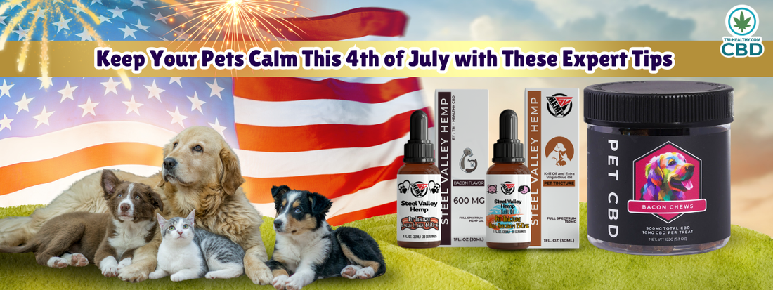 Keep Your Pets Calm This 4th of July with These Expert Tips