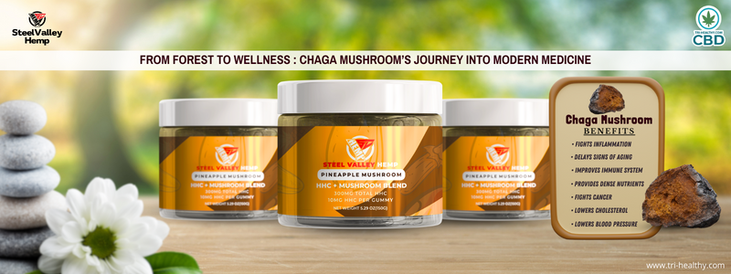 From Forest to Wellness: Chaga Mushroom’s Journey into Modern Medicine