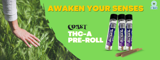 Indulge in the Ultimate Relaxation Experience with Coast THC-A Pre-roll Flower