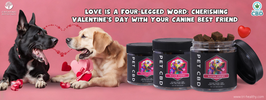 Love is a Four-Legged Word: Cherishing Valentine's Day with Your Canine Best Friend