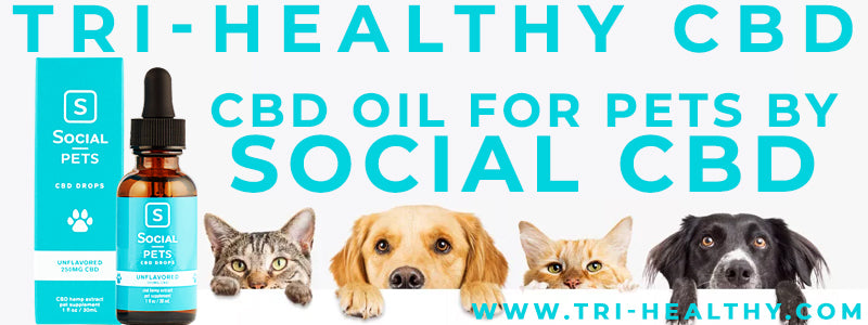 S1E11 CBD Oil for Pets by Social CBD